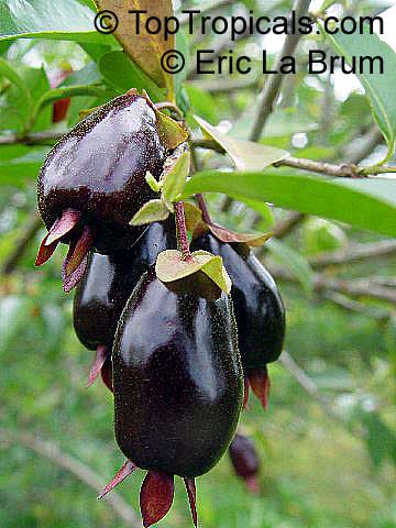 معرفی و راهنمای پرورش درختان میوه - گیلاس ریو گرَند